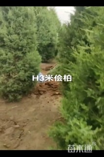 高度450厘米塔桧