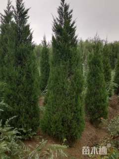 高度600厘米蜀桧