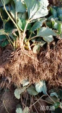 高度17厘米草莓