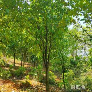 12公分柚子树