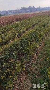 高度30厘米油茶