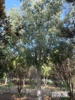 20公分桃叶卫矛