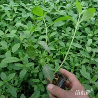 高度11厘米马鞭草