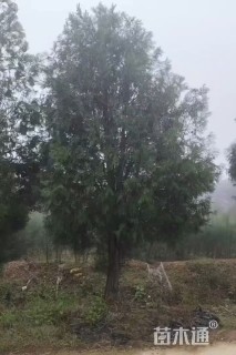 高度500厘米侧柏