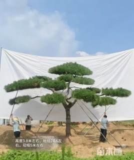 高度380厘米精品别墅黑松