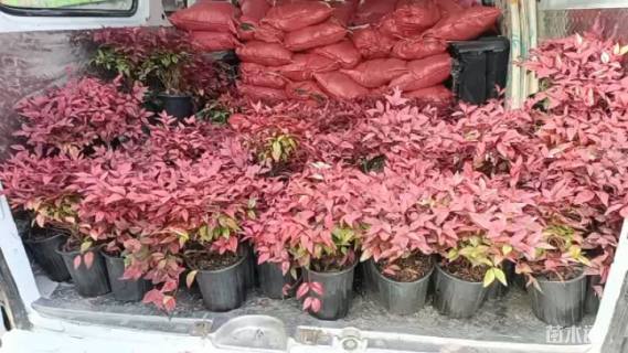 高度30厘米火焰南天竹