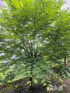 12公分樱花