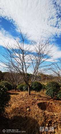 10公分樱花