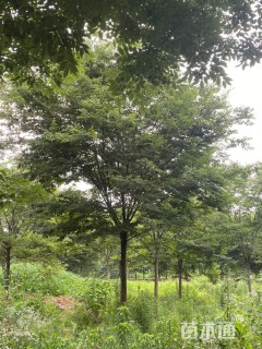 20公分榉树