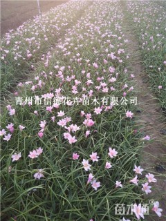 高度20厘米韭兰