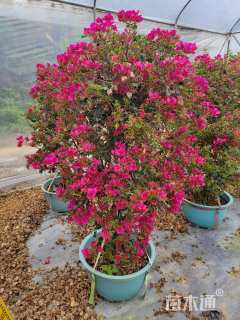 高度140厘米三角梅