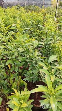 高度40厘米砂糖桔