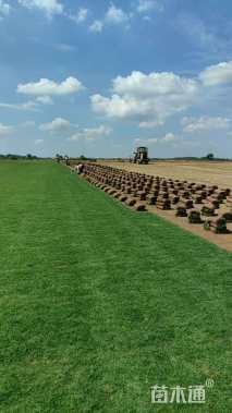 草卷状百慕大草