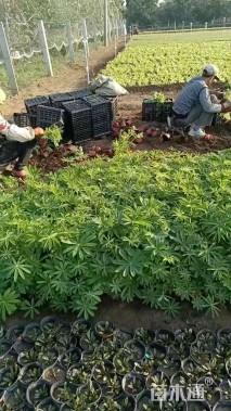 高度20厘米羽扇豆