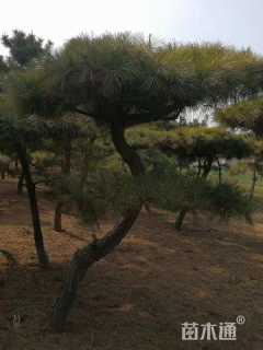 30公分造型黑松