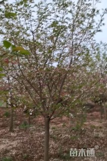 15公分紫叶李