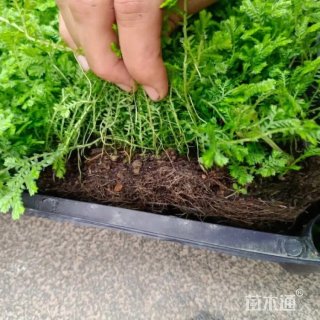 高度10厘米优质翠云草