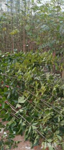 0.6公分黄花风铃木