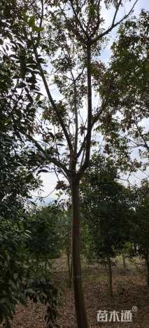 15公分栾树