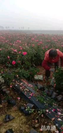 高度35厘米丰花月季