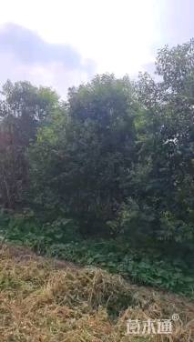 高度700厘米丛生大叶女贞