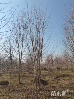 高度600厘米丛生美国红枫
