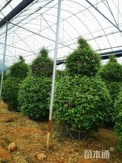 高度300厘米三角梅柱