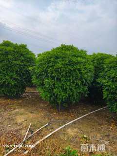 高度200厘米非洲茉莉