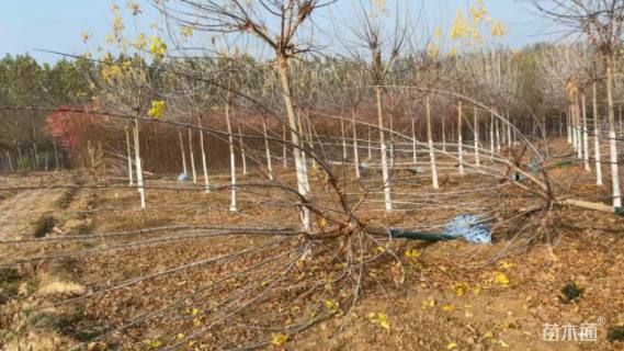 9公分金叶复叶槭