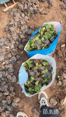 高度20厘米蜀葵