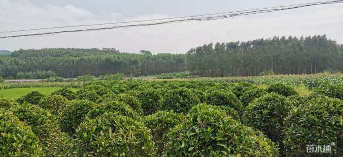 高度200厘米非洲茉莉球