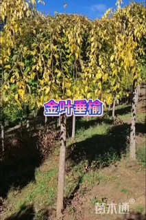 8公分垂榆