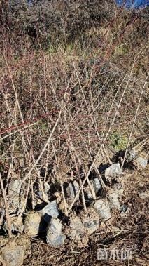 1.5公分山杏