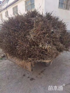 高度25厘米月季