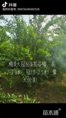 高度200厘米丛生花石榴