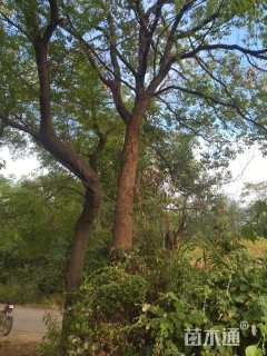 50公分(1杆)丛生香樟