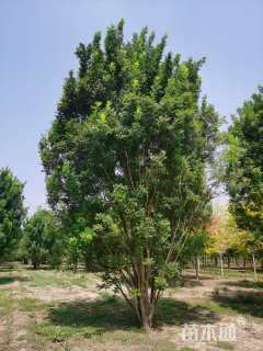 高度500厘米丛生国槐