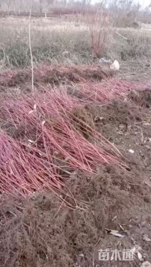 高度70厘米红瑞木