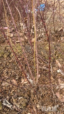 高度60厘米黄刺玫