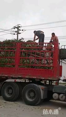 6公分桂花