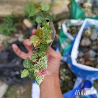 主蔓长10厘米花叶络石