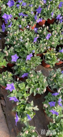 高度15厘米桔梗