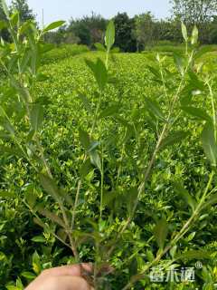 高度45厘米小叶栀子