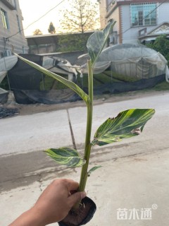 高度40厘米花叶良姜