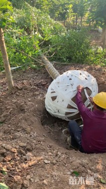 16公分乐昌含笑