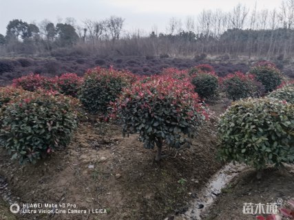 冠幅150厘米红叶石楠球
