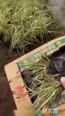高度20厘米金叶苔草