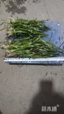 高度10厘米苦草