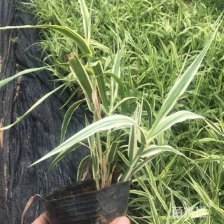 高度30厘米花叶芦竹