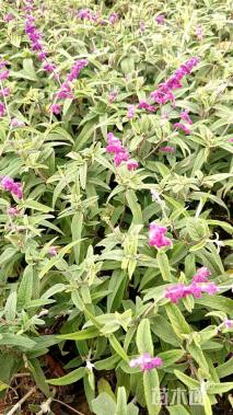 高度20厘米墨西哥鼠尾草